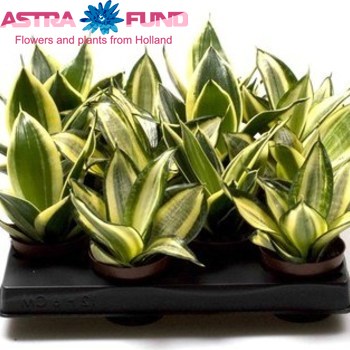 Sansevieria Hahnii Black photo