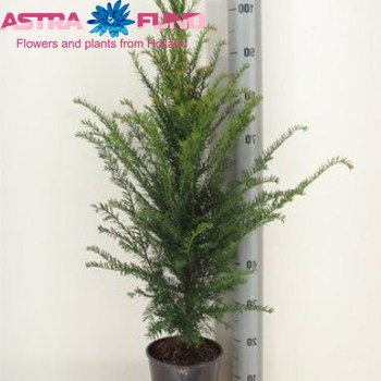 Taxus Baccata photo