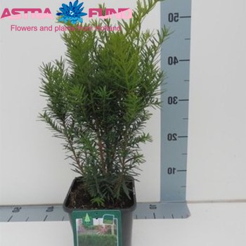 Taxus Densiformis photo