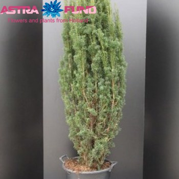 Taxus Fastigiata Robusta Foto