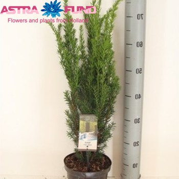 Taxus Hillii Foto