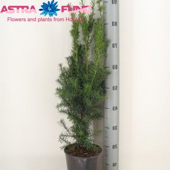 Taxus Media Hicksii Foto