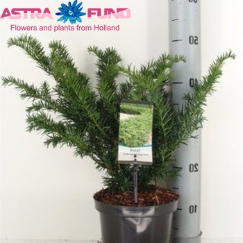 Taxus Repandens фото