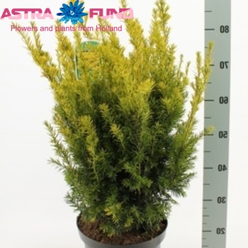 Taxus Wintergold Foto