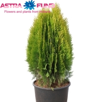 Thuja Aurea Nana photo