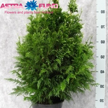 Thuja Cancan photo