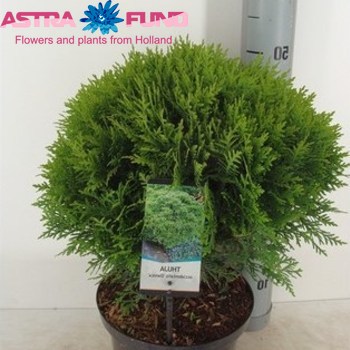 Thuja Danica photo