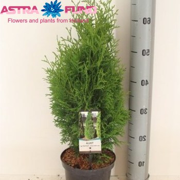 Thuja Holmstrup Foto