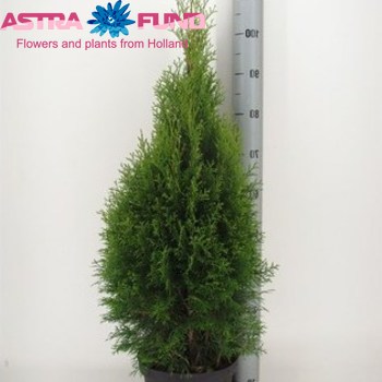 Thuja Smaragd Foto