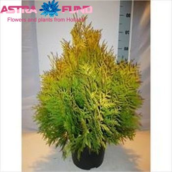 Thuja Sunkist photo