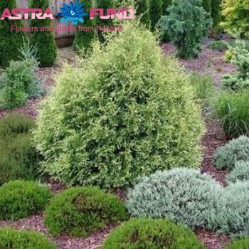 Thuja White Variegata photo