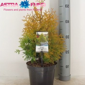 Thuja Yellow Ribbon photo