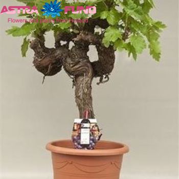 Vitis Vinifera Pyramide (Druif) photo