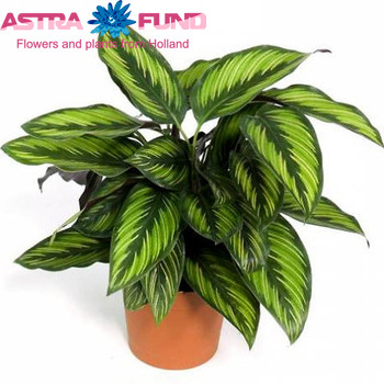 Calathea Beautystar foto