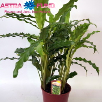 Calathea Blue Grass Foto