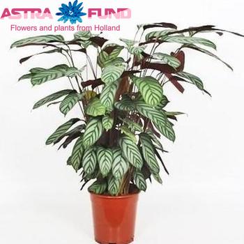 Calathea Compactstar foto