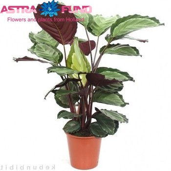 Calathea Darkstar фото