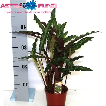 Calathea Elgergrass фото