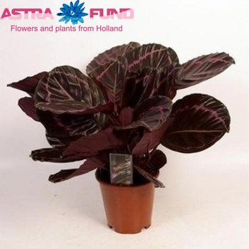 Calathea Little Princess Foto