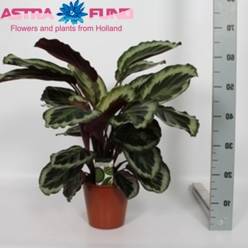 Calathea Shinestar фото