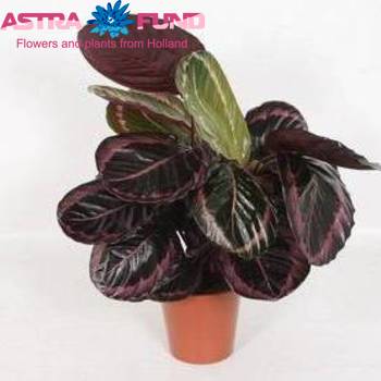 Calathea Surprisestar фото