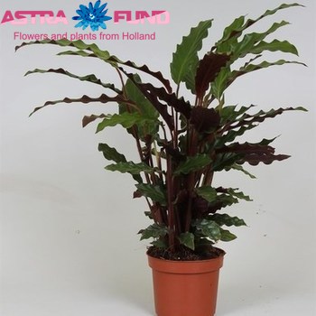 Calathea Tropistar фото