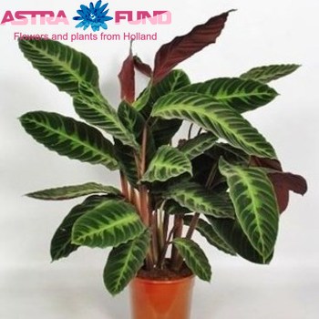 Calathea Warscewiczii фото