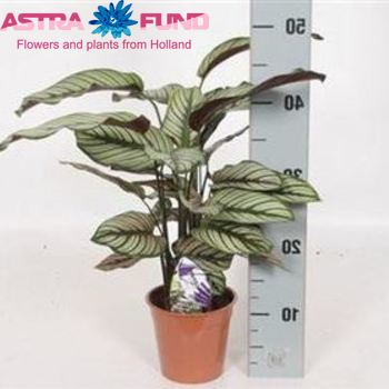 Calathea Whitestar photo