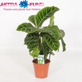 Calathea Zebrina photo