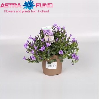 Campanula Ambella Purple photo