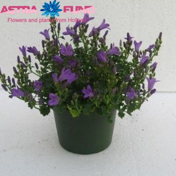 Campanula Port Blue photo