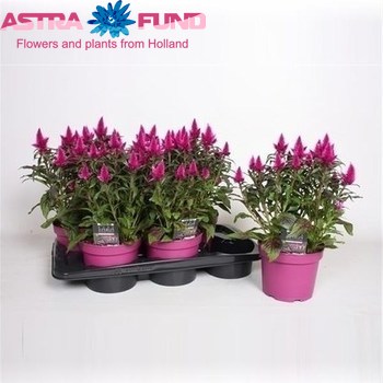 Celosia Deep Purple photo