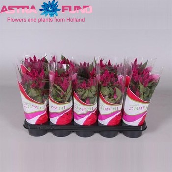 Celosia Intenz+ photo