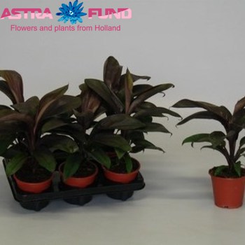 Cordyline Chocolate Queen Foto