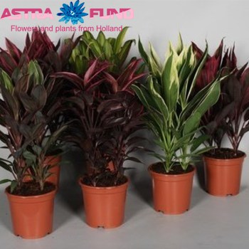 Cordyline Gemengd photo