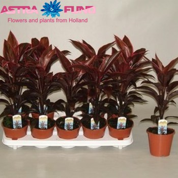 Cordyline Mambo photo