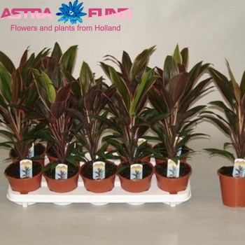 Cordyline Rumba photo