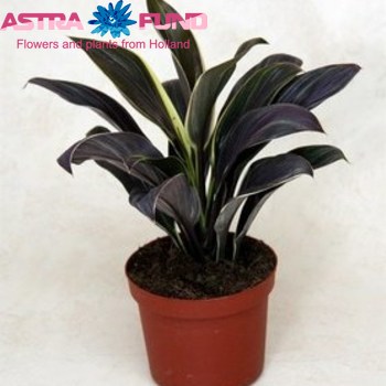 Cordyline Silver Compacta photo