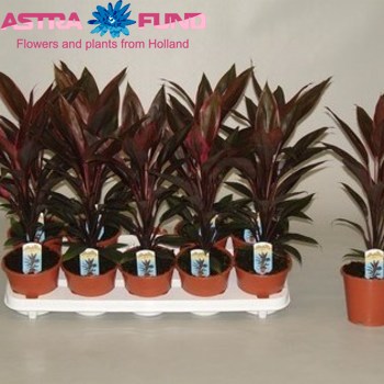 Cordyline Tango photo