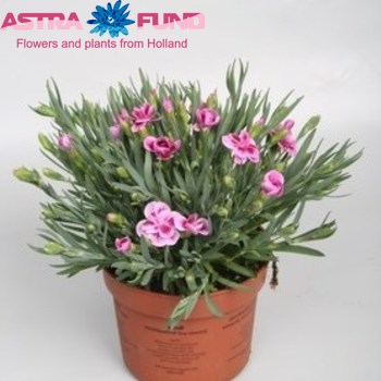 Dianthus Pink Kisses фото