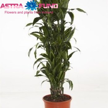 Dracaena  Arturo Foto