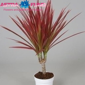 Dracaena Colorama Single stem photo