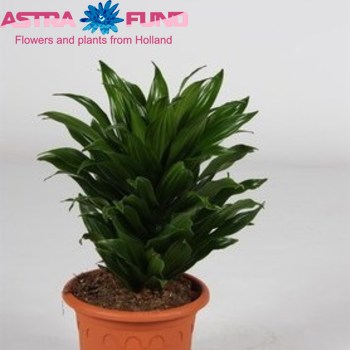 Dracaena Comp Compacta Head photo