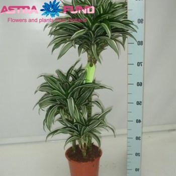 Dracaena Comp Jade Jewel photo