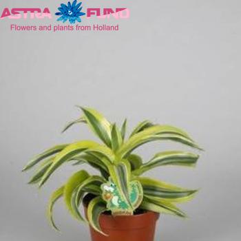 Dracaena Comp Lemon Surprise Head photo