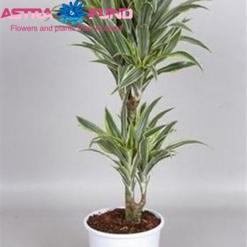 Dracaena Comp Surprise Foto