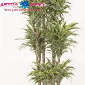 Dracaena Comp Surprise Carrousel фото