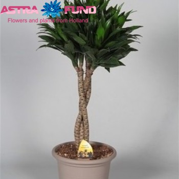 Dracaena Comp Twister photo