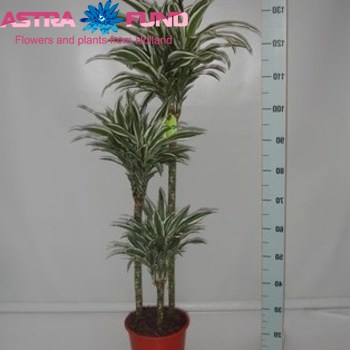 Dracaena Comp White Jewel photo