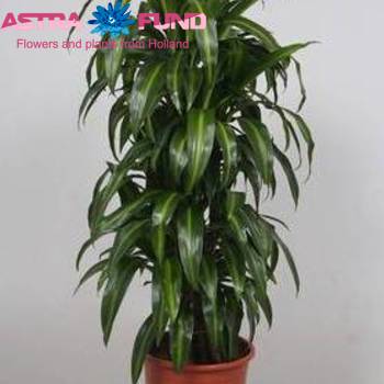 Dracaena Fr Hawaiian Sunshine photo